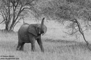 CLASSIC EAST AFRICA